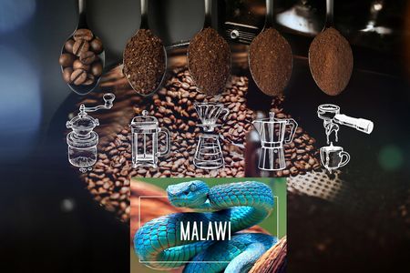 Eight Cafe Ziarnista Świeżo Palona 100% Arabica Malawi 500g Do Ekspresu - zdjęcie 3