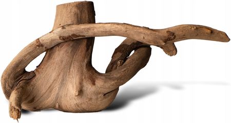 Rhizophora Mangle 