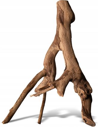 Rhizophora Mangle 