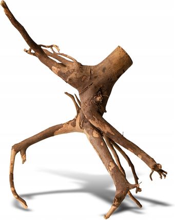 Rhizophora Mangle 