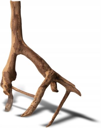 Rhizophora Mangle 