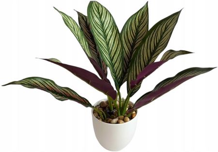 Aamazon Sztuczny Kwiat Doniczkowy Calathea 33Cm - Opinie i atrakcyjne ceny  na Ceneo.pl