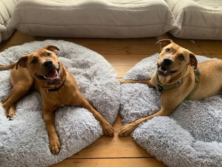 Dogsy Duże Legowisko Dla Psa Puchate Włochate Posłanie Chmurka Oponka 70Cm Xxl LEGOWISKOCHMURKA70 - zdjęcie 5
