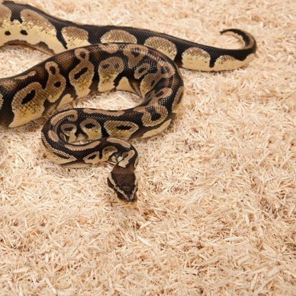 Zoomed Aspen Snake 4.4l podłoże dla węży - zdjęcie 2