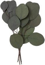 Zdjęcie Eukaliptus Populus 4 Gałązki Ok. 20Cm Zielony - Kórnik