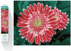 Zdjęcie Diamond Dotz Haft Diamentowy Diamentowa Mozaika Gerbera Różowa 58X48Cm - Płoty