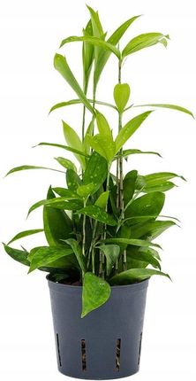 Ciekawa Hydroponiczna Dracena Plamista Surculosa 35cm W Hydroponice - Ceny  i opinie - Ceneo.pl