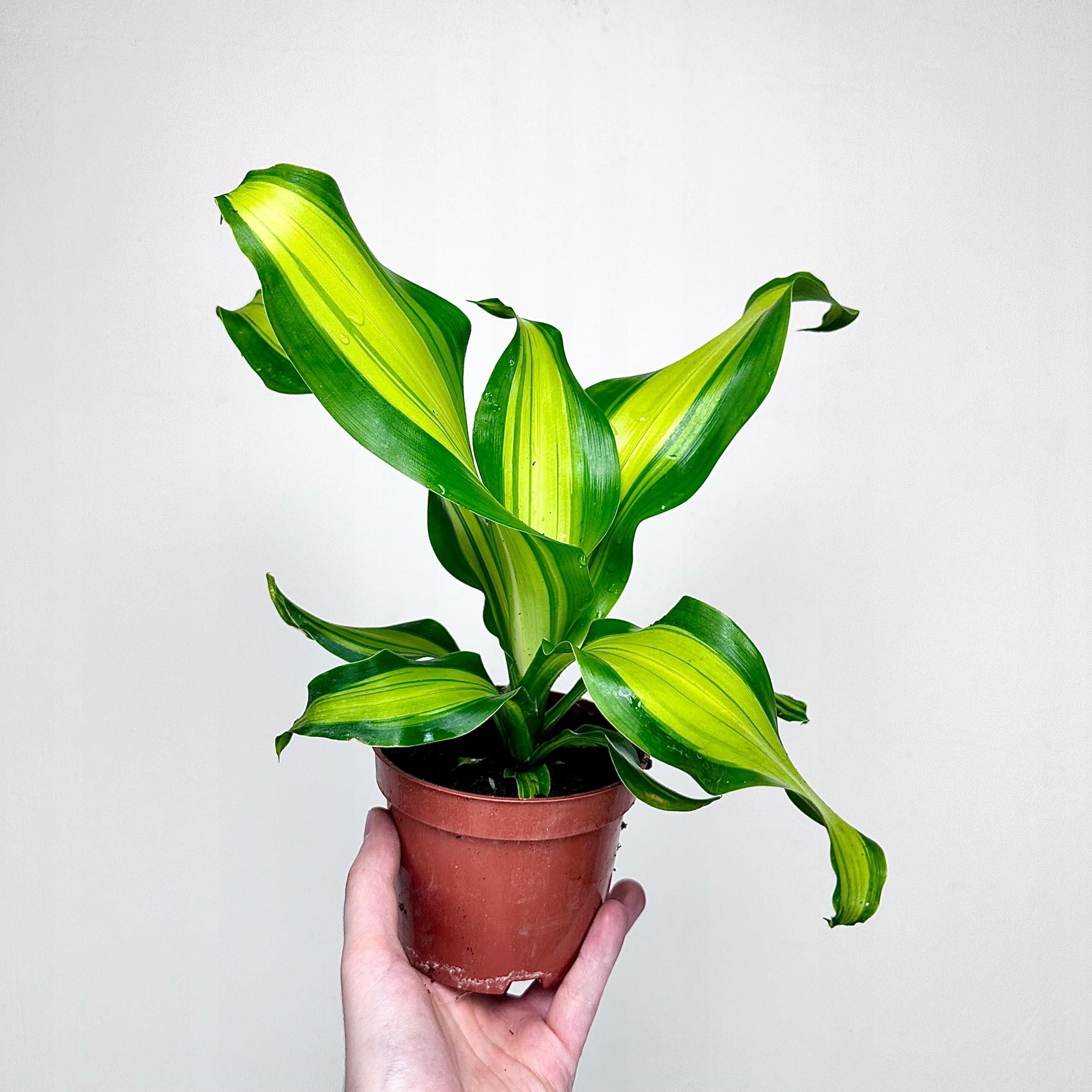 Replin Gospodarstwo Ogrodnicze Dracaena Fragrans Charley Dracena Wonna  Don.12cm - Ceny i opinie - Ceneo.pl