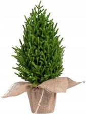 Zdjęcie Homla Choinka Hector W Jutowej Donicznce 48cm - Sępopol