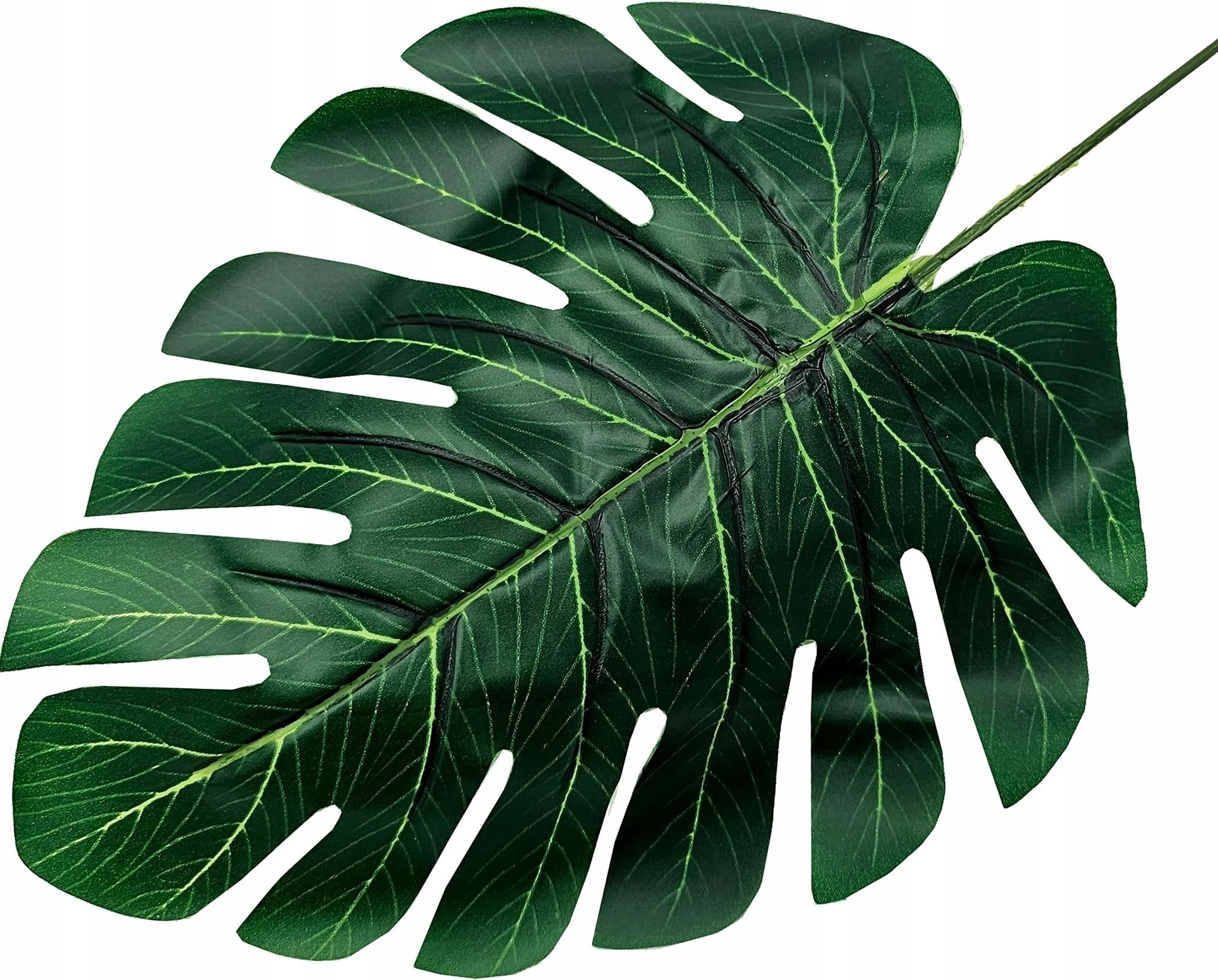 small monstera deliciosa Small Monstera Deliciosa