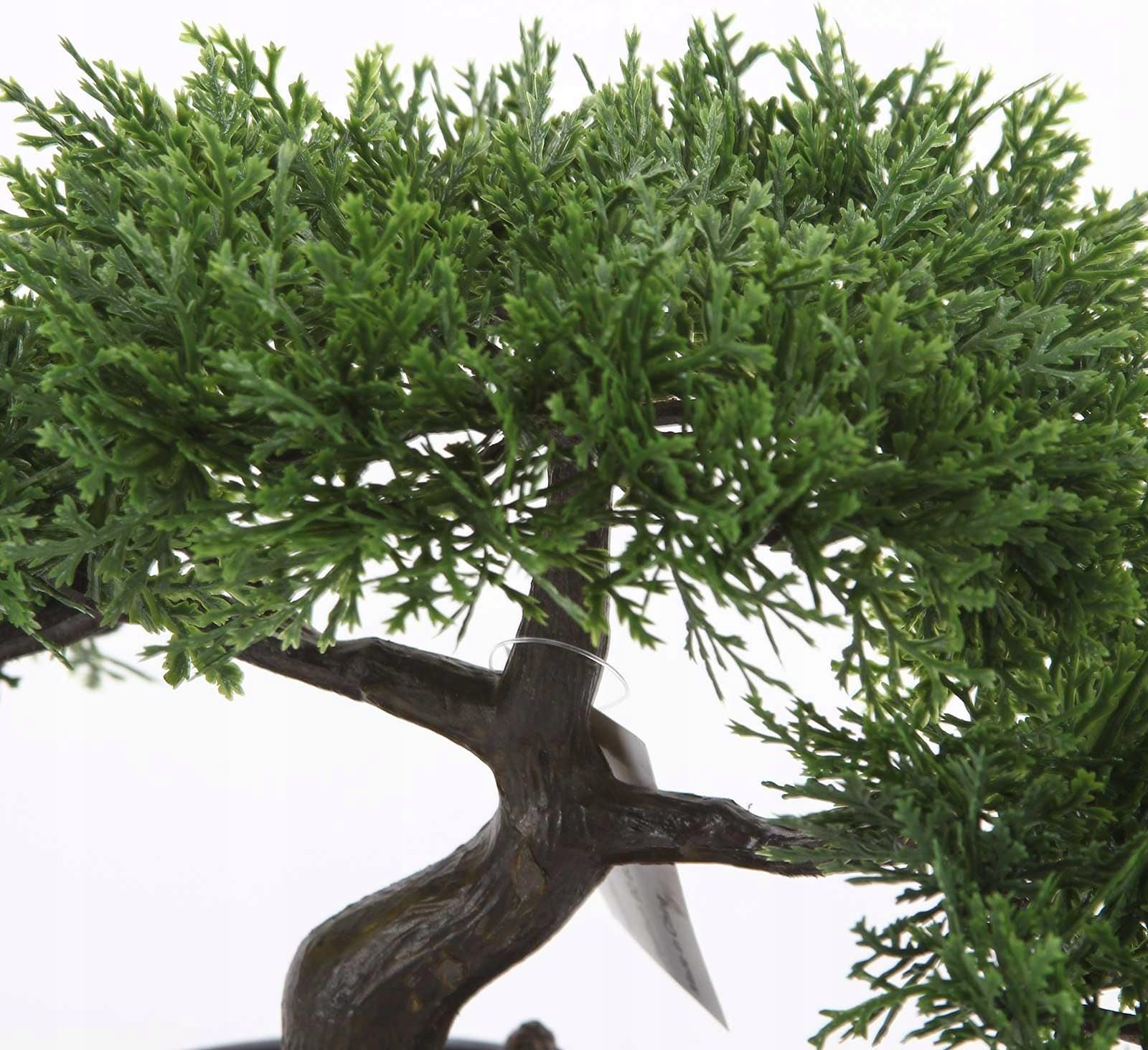 Iglaste Drzewko Bonsai Cedr 26cm Iglak Drzewko Bonzai W Czarnej Doniczce -  Opinie i atrakcyjne ceny na Ceneo.pl