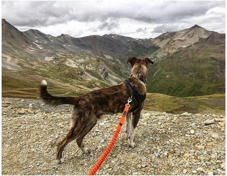 Joqu Smycz Dla Psa Z Amortyzatorem Dogtrekking Two Runners Szara 295Cm JOSMAMOTWORUNSZA - zdjęcie 3
