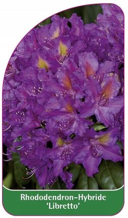Rhododendron Libretto Etykiety Szkkarskie 50szt. - Ceny i opinie -  Ceneo.pl