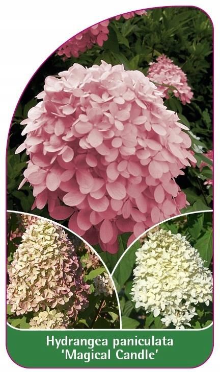 Becker Hydrangea Paniculata Magical Candle Etykiety