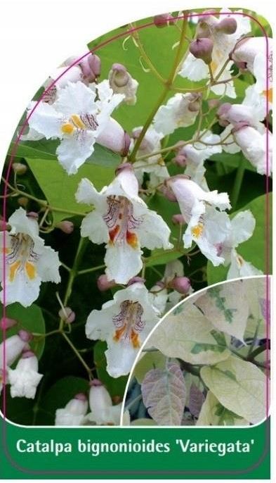 Becker Catalpa Bignonioides Variegata Etykiety Szkka 0966_01 - Ceny i  opinie - Ceneo.pl