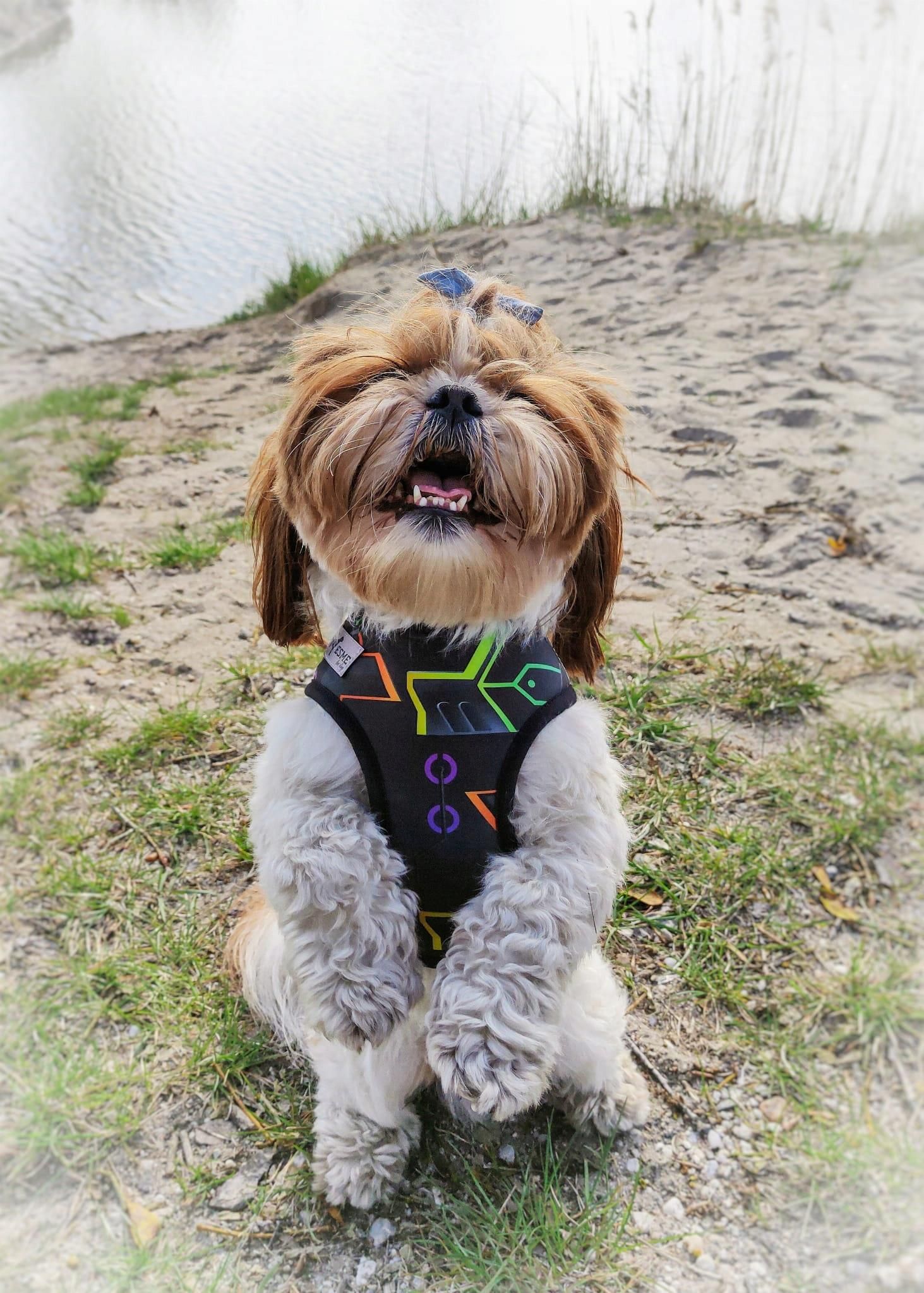 Esme Szelki Bezuciskowe Soft Air Xxs Shih Tzu - Ceny i
