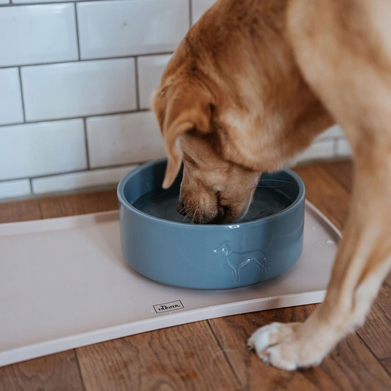 Healthy dog drinking clean water from bowl at home