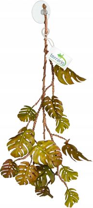 philodendron giganteum Philodendron Giganteum – Lost in the Forrest