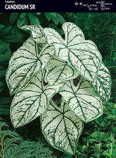 Benex Caladium Kaladium Candidum Sr Cebulka 1Szt.