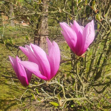 Szkółka Pnączy Marek Wędrowski Magnolia Betty 2L Idealna Do Mniejszych Ogrodów Piękne Duże Kwiaty - zdjęcie 2