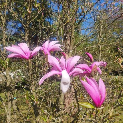 Szkółka Pnączy Marek Wędrowski Magnolia Betty 2L Idealna Do Mniejszych Ogrodów Piękne Duże Kwiaty - zdjęcie 4