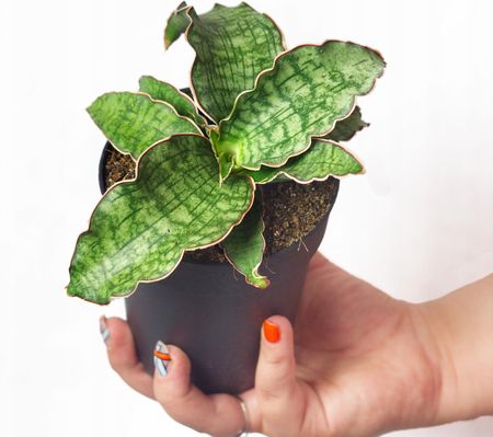 Sansevieria Bhitalae Silver Blue Wzorzyste Licie Sansewieria Rozmiar L -  Ceny i opinie - Ceneo.pl