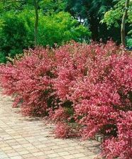 Szkółka Drzew I Krzewów Ozdobnych Żarnowiec Cytisus Praecox Zeelandia Sadzonki 0,5L