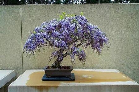 Inspiruj 5 X Nasiona Wisterii Glicynii Wisteria Sinensis Wisteria Chiska  Glicynia - Ceny i opinie - Ceneo.pl
