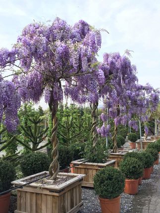 Inspiruj 5 X Nasiona Wisterii Glicynii Wisteria Sinensis Wisteria Chiska  Glicynia - Ceny i opinie - Ceneo.pl