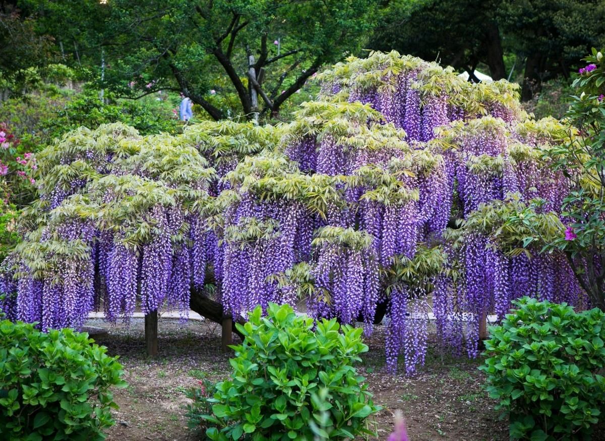 Inspiruj 5 X Nasiona Wisterii Glicynii Wisteria Sinensis Wisteria Chiska  Glicynia - Ceny i opinie - Ceneo.pl