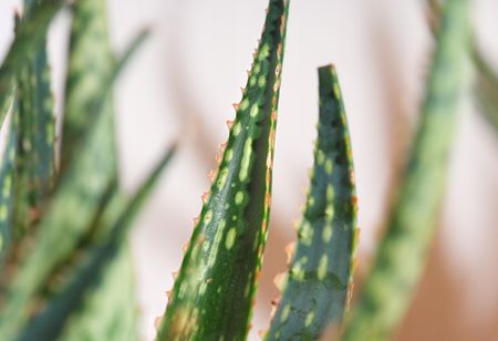 aloe vera gel sri lanka Baby Soothing Aloe Gel 250ml  Spa Ceylon Sri Lanka