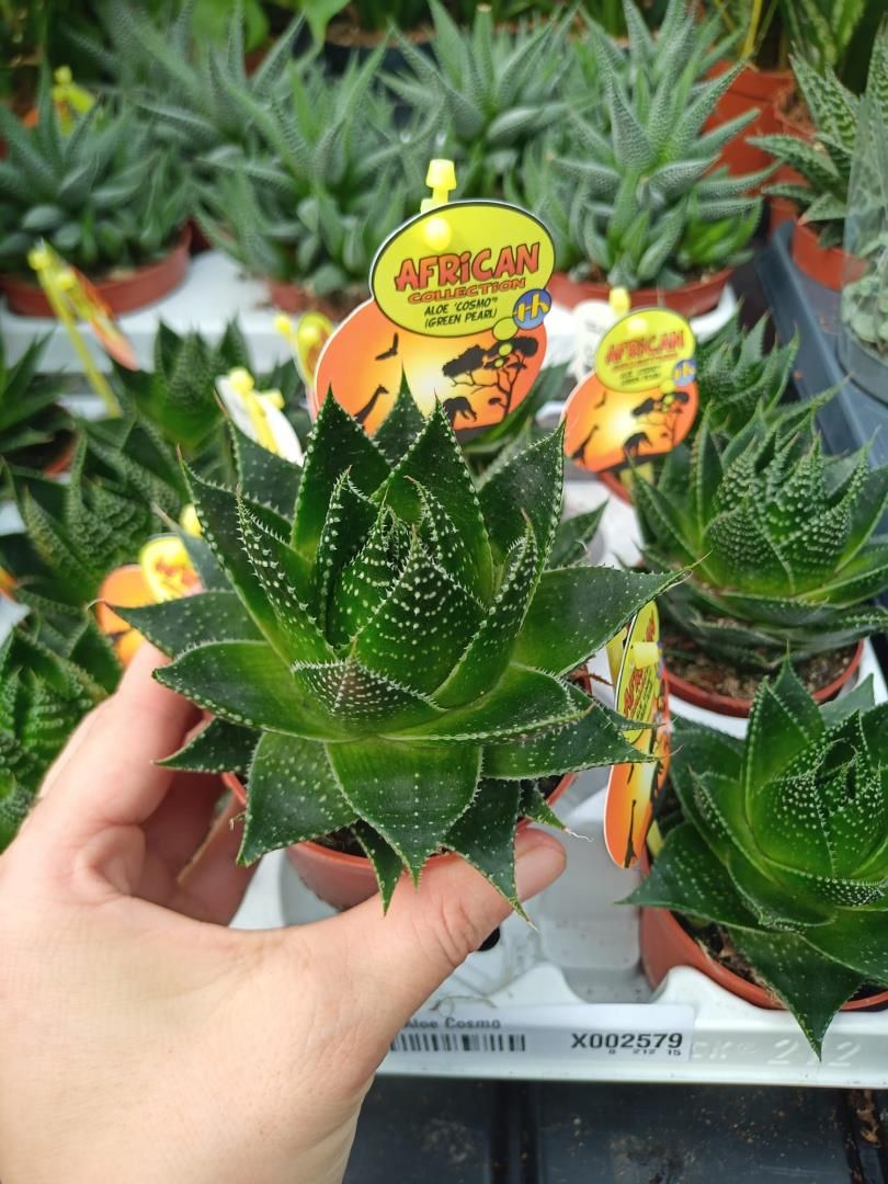 Aloes Cosmo Aloe Aristata Green Pearl Trjktny Biaopierzasty Perowy -  Ceny i opinie - Ceneo.pl