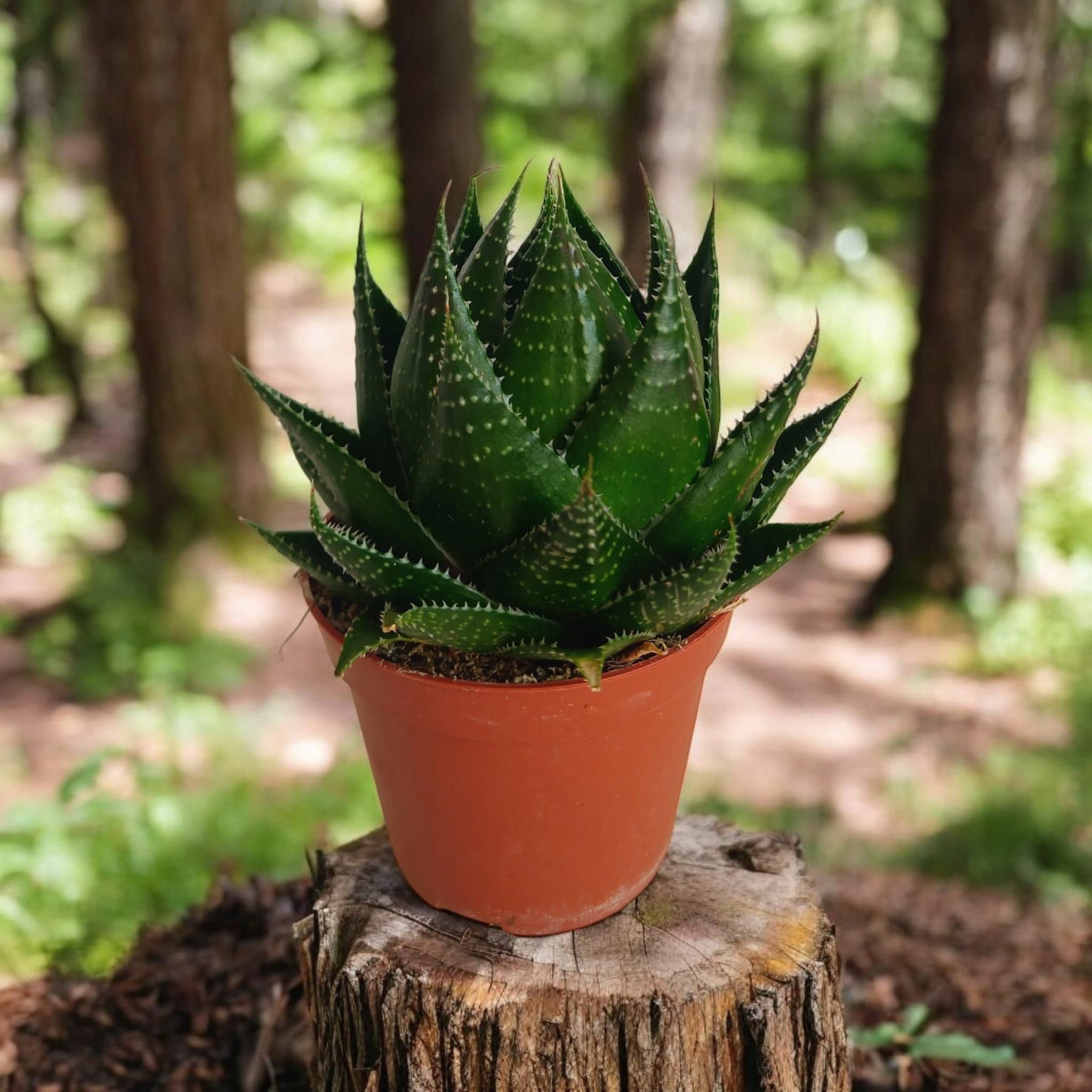 aloe aristata flower Aloe aristata