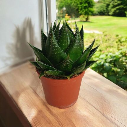 welche erde braucht aloe vera Aloe Vera Erde