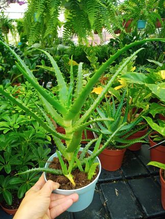 100 aloe vera cream Dizao Aloe Vera Acne Cream – Shineshine Cosmetics main image 0