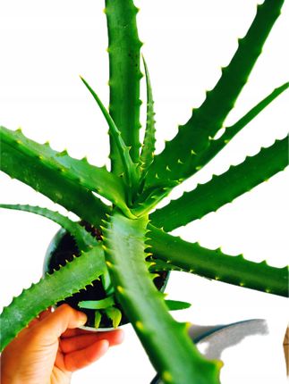 aloe vera pe fata peste noapte 424 Exfoliant cu Aloe vera – Frumusete Si Stil