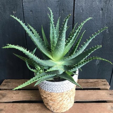 Aloes Drzewiasty Aloe Arborescens Efektowny Sukulent - Ceny i opinie -  Ceneo.pl