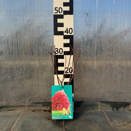 Hortensja Bukietowa Petite FloriPbr P9 0,5L - zdjęcie 2