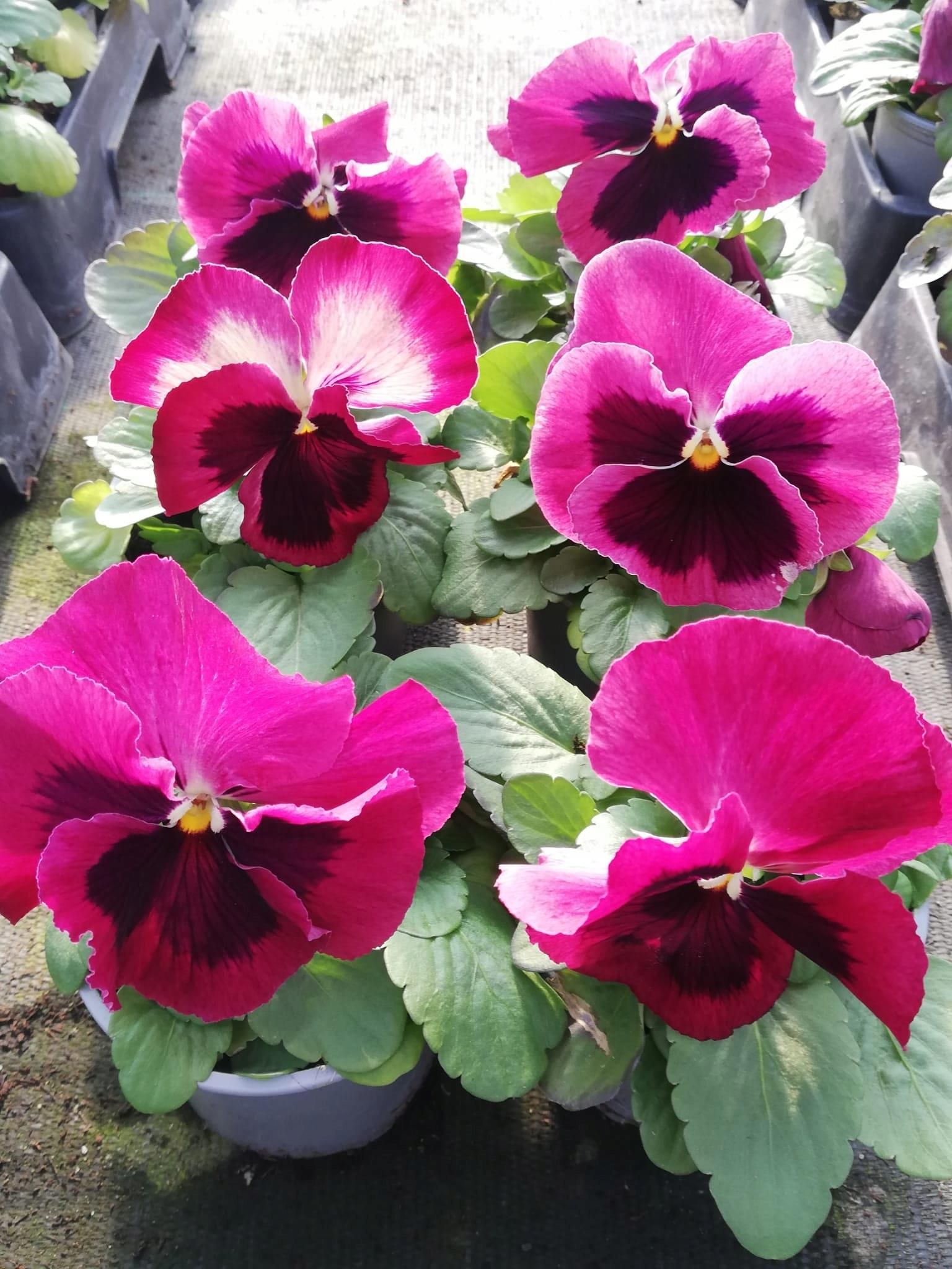 Bratki Bratek Wielkokwiatowy Ciemny Róż Z Oczkiem 12Szt. Sadzonka ...