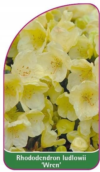 Rhododendron Ludlowii 'Wren' Etykiety Szkkarskie - Ceny i opinie -  Ceneo.pl