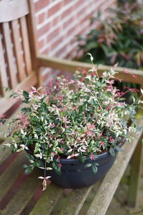 Nandina 'Twilight' Niebiaski Bambus - Ceny i opinie - Ceneo.pl