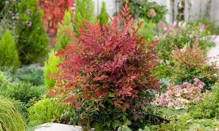 Nandina Domestica 'Obsessed' Niebiaski Bambus! - Ceny i opinie - Ceneo.pl