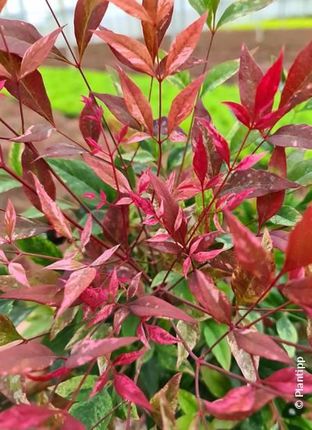 Nandina Domestica 'Red Light' Niebiaski Bambus! - Ceny i opinie - Ceneo.pl