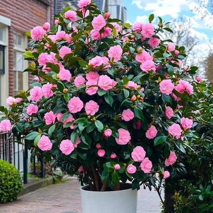 Camellia Japonica 'Pink' Kamelia Rowa Najpikniejszy Zimozielony Krzew -  Ceny i opinie - Ceneo.pl