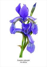 Zdjęcie Tablica A4 Kosaciec Syberyjski - Świdnik