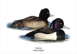 Zdjęcie Tablica A4 Czernica - Mieszkowice