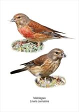 Zdjęcie Tablica A4 Makolągwa - Ćmielów