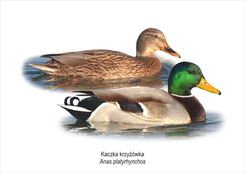 Zdjęcie Tablica A4 Kaczka Krzyżówka - Resko