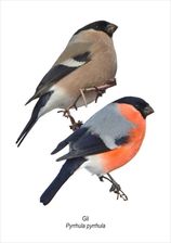 Zdjęcie Tablica A4 Gil - Świdnik