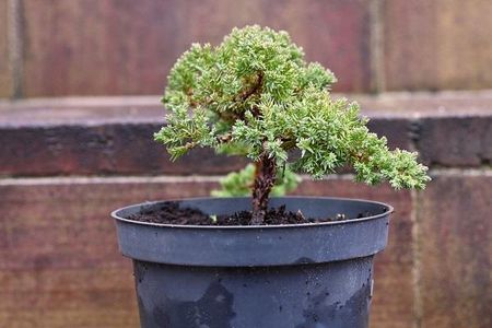Jaowiec Rozesany Nana Sadzonka Na Drzewko Bonsai - Ceny i opinie -  Ceneo.pl